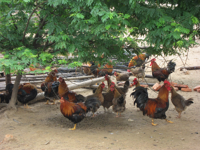 舜泰家雞養殖基地